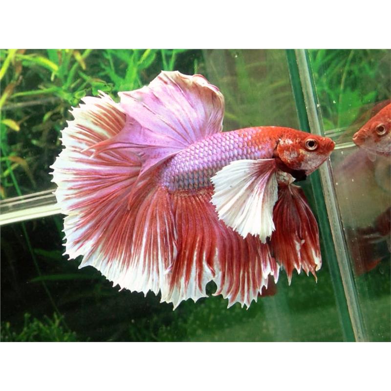 Peste Betta Splendens Mascul Halfmoon Big Ears XL - imagine 4